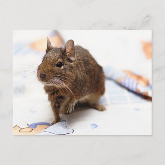 Degu Stehend auf dem Bettblech Postkarte (Vorderseite)