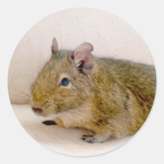 Degu Sticker (Vorderseite)