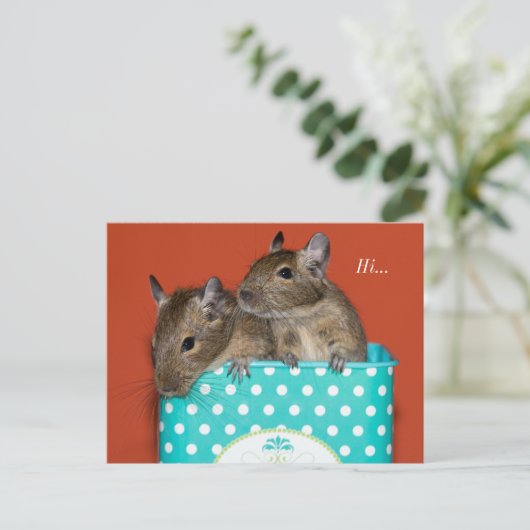 Degus Inside Coffee Tin 'Hi' Postkarte (Stehend Vorderseite)
