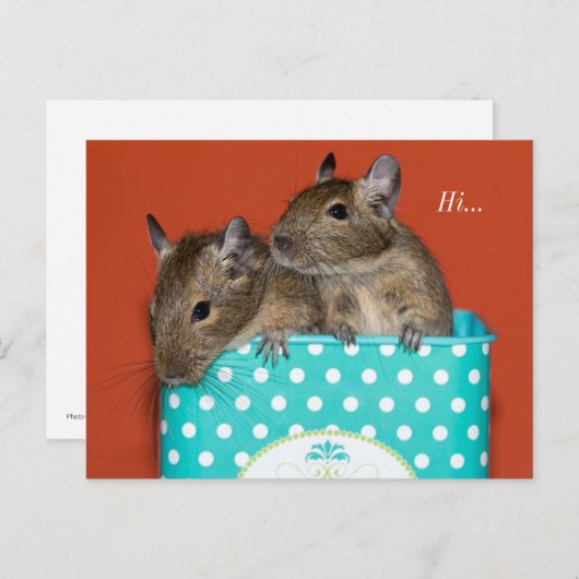 Degus Inside Coffee Tin 'Hi' Postkarte (Vorne/Hinten)