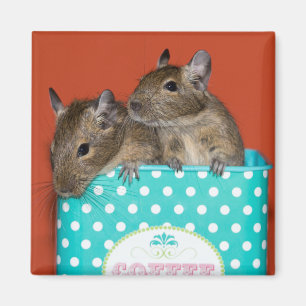 Degus mit Polka Dots Magnet