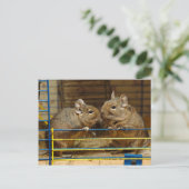 Deguspaare an der Käfigtür Postkarte (Stehend Vorderseite)