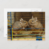 Deguspaare an der Käfigtür Postkarte (Vorne/Hinten)