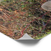 Dei by Bush Foto Poster (Ecke)