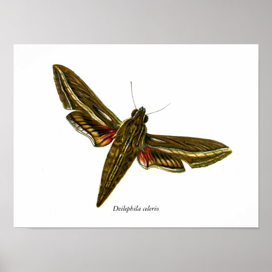 Deilephila celerio - Vine Hawk-Moth Poster (Vorne)