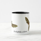 Deilephila celerio - Vine Hawk-Moth Tasse (Zentrum)