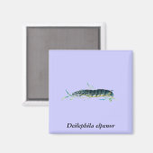 Deilephila elpenor Raupe Magnet (Vorderseite/Rückseite)