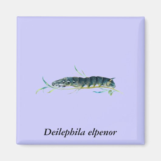 Deilephila elpenor Raupe Magnet (Vorne)