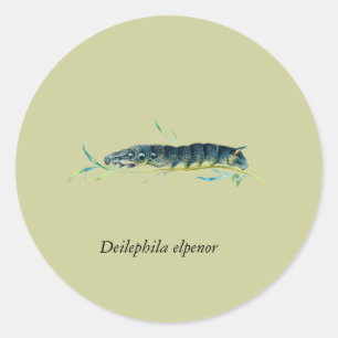 Deilephila elpenor Raupe Runder Aufkleber