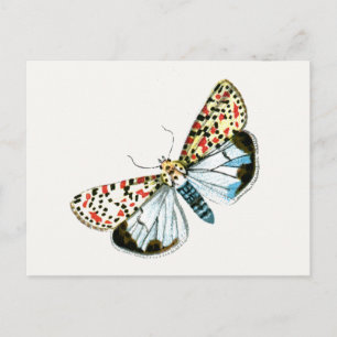 Deiopeia pulchella - Crimson-Speckled Flunkey Moth Postkarte