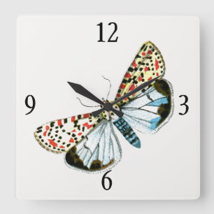 Deiopeia pulchella - Scharlachroter Ordensbandfalt Quadratische Wanduhr