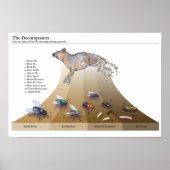 Dekomposure drucken poster (Vorne)