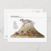 Dekomposure Postkarte (Vorne/Hinten)