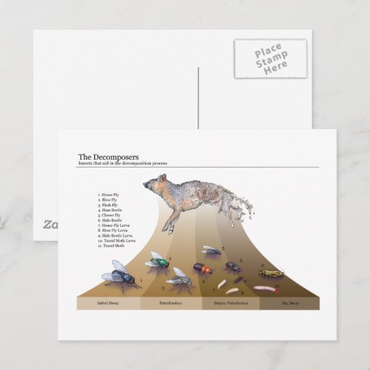 Dekomposure Postkarte (Vorne/Hinten)