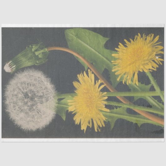 Dekopapier für Dandilion Möbel Seidenpapier (Vorderseite)