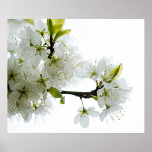 Dekor der Blume 89 Poster