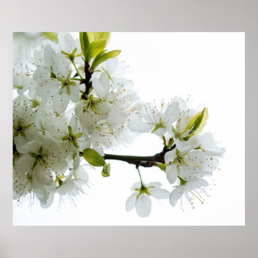 Dekor der Blume 89 Poster (Vorne)