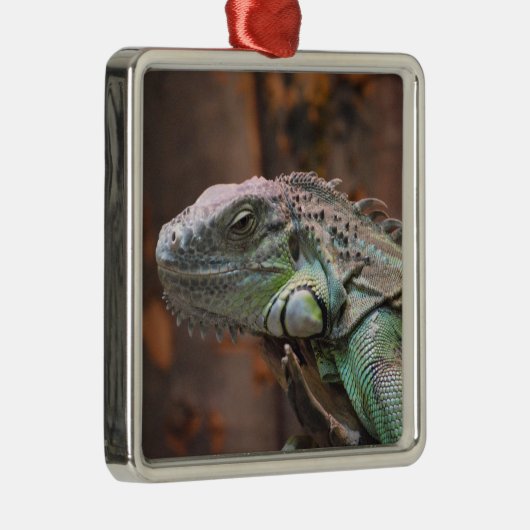 Dekoration mit farbenfroher Iguana-Eidechse (Rechts)