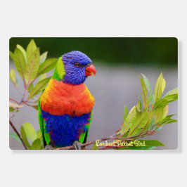 Dekoration von Lorikeet Parrot Bird auf Foam Board