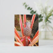 Dekorative Ananas in Hawaii Postkarte (Stehend Vorderseite)