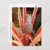 Dekorative Ananas in Hawaii Postkarte (Vorne/Hinten)