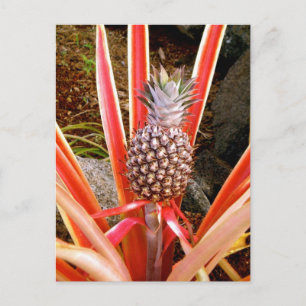 Dekorative Ananas in Hawaii Postkarte
