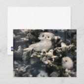 Dekorative Eule auf Weihnachtsbaum Feiertagspostkarte (Vorne/Hinten)