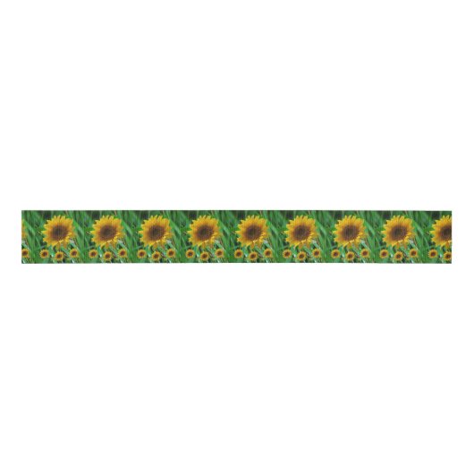 dekorative Farbbandsonnenblumen Ripsband (Vorderseite)
