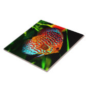 Dekorative Fliese der Discusaquarium-Fische (Seite)