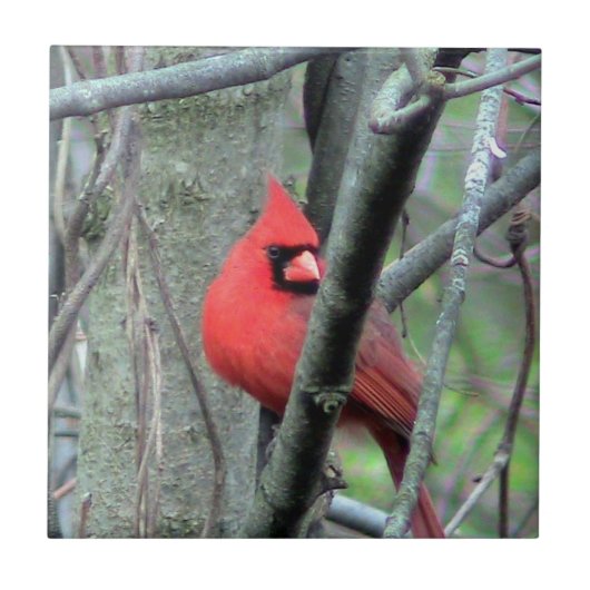 Dekorative Fliese des Frühlings-rote (Vorderseite)