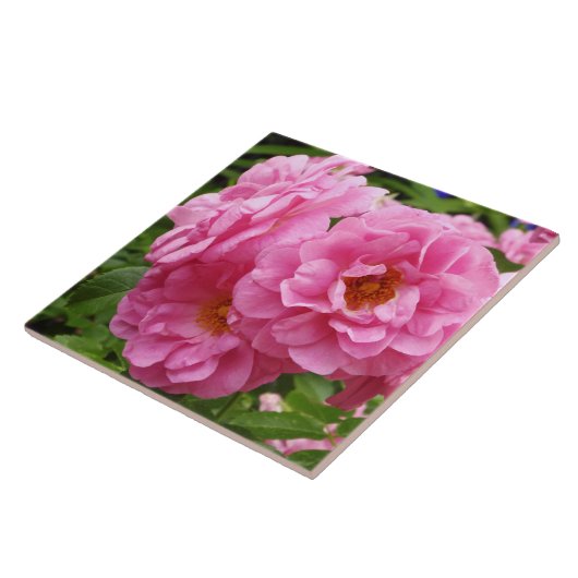 DEKORATIVE KERAMIK TITEL."PINK FRILLY ROSE" FLIESE (Seite)