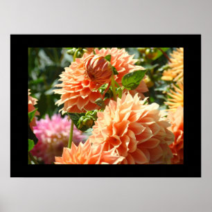 Dekorative Kunstdrucke Orange Dahlia Blume Floral Poster