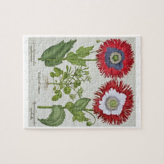 Dekorative Mohnblumen, vom 'Hortus des Puzzle (Horizontal)