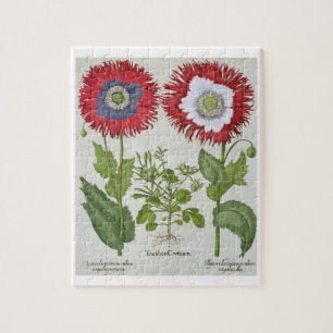 Dekorative Mohnblumen, vom 'Hortus des Puzzle
