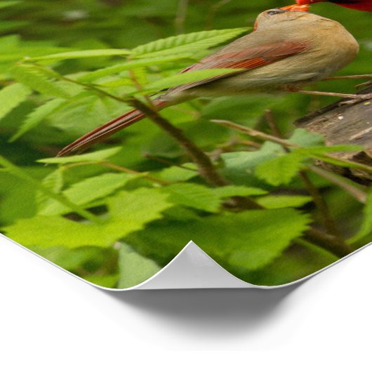 Dekorative Plakate (Ecke)