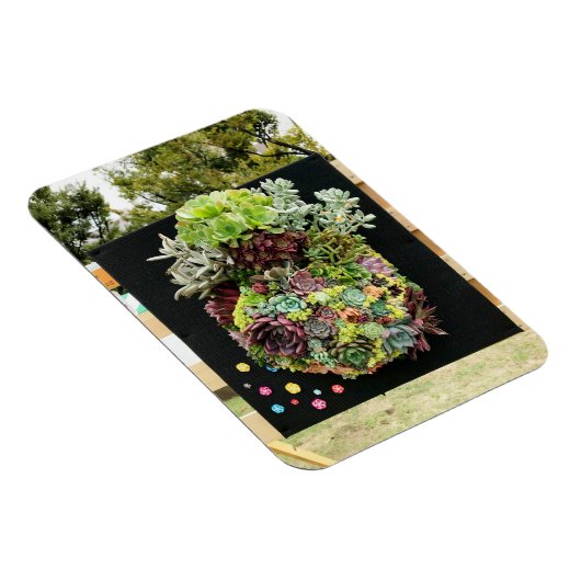 Dekorative Sukkuline Magnet (Rechte Seite)