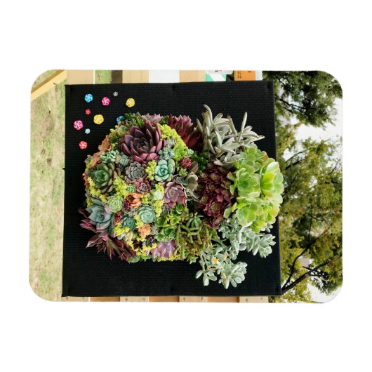 Dekorative Sukkuline Magnet (Horizontal)