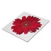 Dekoratives Nahes Foto von Red Gerber Daisy Fliese (Seite)