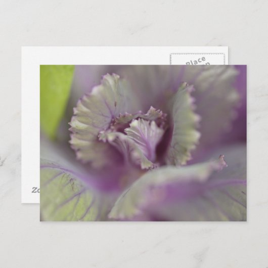 Dekorkohl Postkarte (Vorne/Hinten)