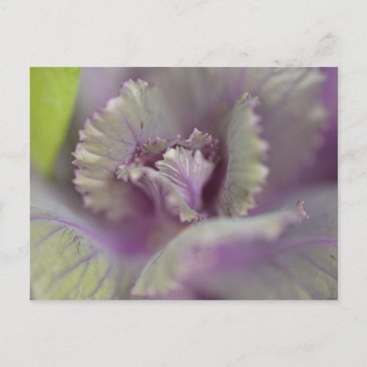 Dekorkohl Postkarte (Vorderseite)