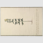 Dekoupage der botanischen Studie Seidenpapier (Vorderseite)