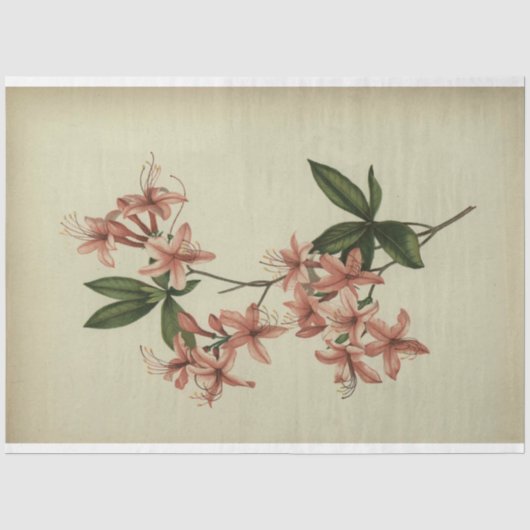 Dekoupage der Rhododendron-Studie Seidenpapier (Vorderseite)