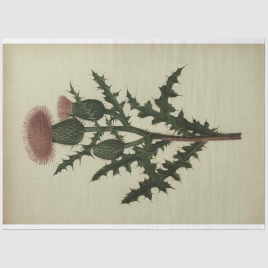 Dekoupage-Papier Seidenpapier (Vorderseite)