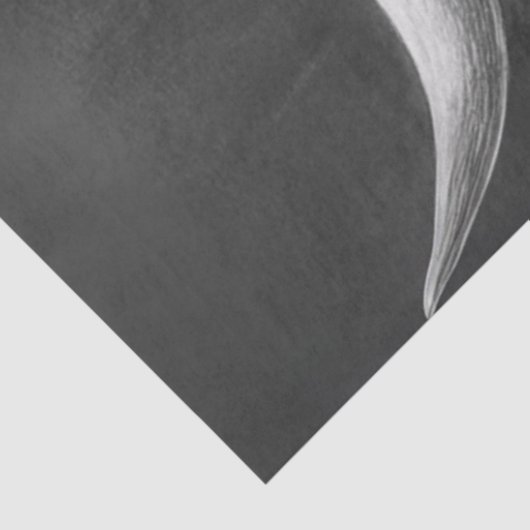 Dekoupage Shaggy Highland Kuh Black Background Seidenpapier (Ausschnitt)