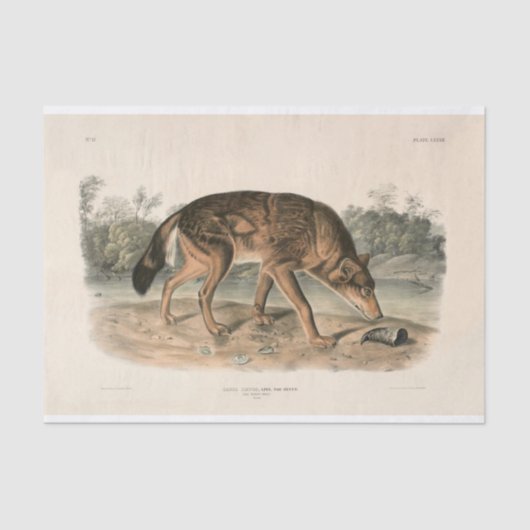 Dekoupage von American Red Texan Wolf (Canis lupus Seidenpapier (Vorderseite)