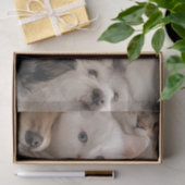 Dekoupage Whimsical Cats & Hunde Herzerwärmung Sze Seidenpapier (Geschenk)