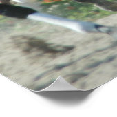 Del Mar Racetrack Poster (Ecke)