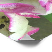 Del Piero Tulips Poster (Ecke)