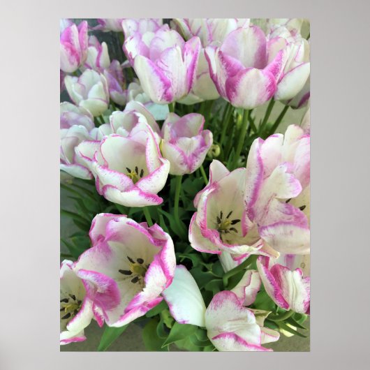 Del Piero Tulips Poster (Vorne)