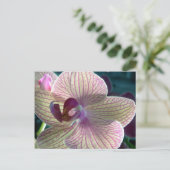 Del-Ray Orchid Postkarte (Stehend Vorderseite)